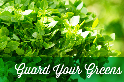 <p>green plant "guard your greens"</p> <p>green plant "guard your greens"</p>