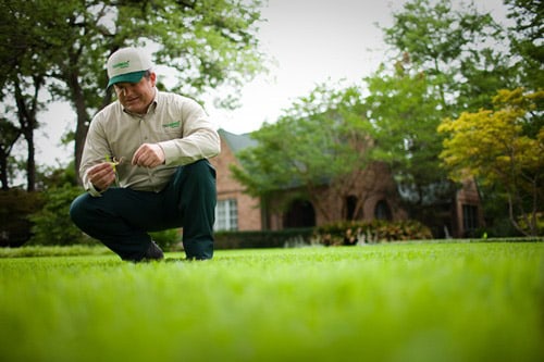 <p>TruGreen specialist inspecting grass</p> <p>TruGreen specialist inspecting grass</p>