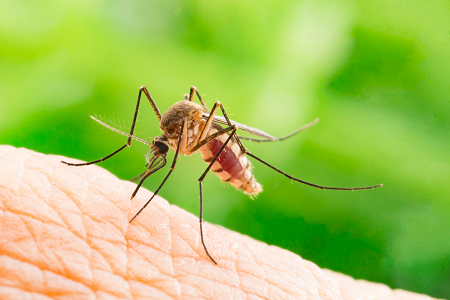 How To Get Rid Of Mosquitos In Your, How To Prevent Mosquito Outdoor
