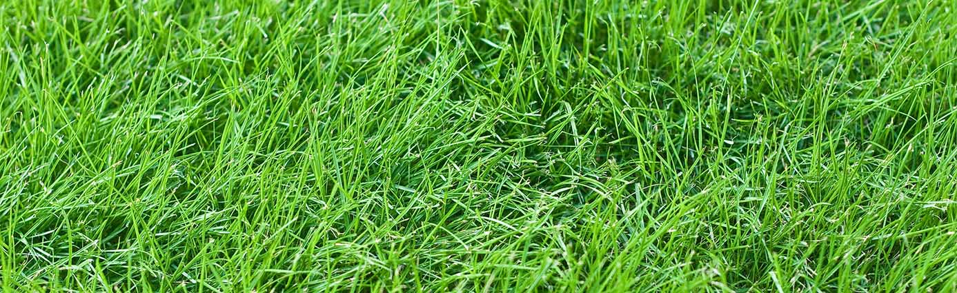 Steps to Prepare Your Lawn for Overseeding and How to Care for It After Image