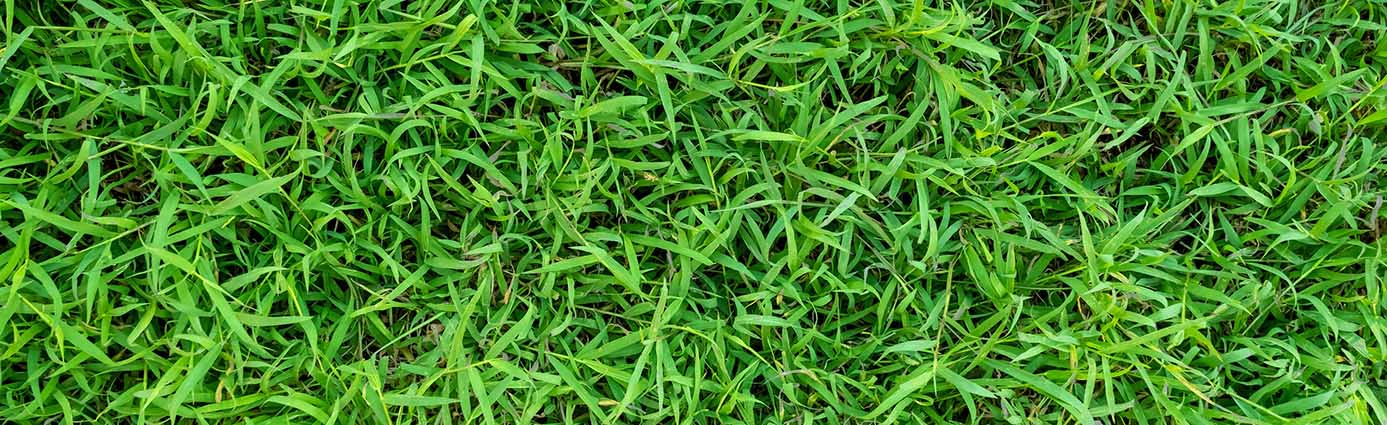 Bermudagrass lawn