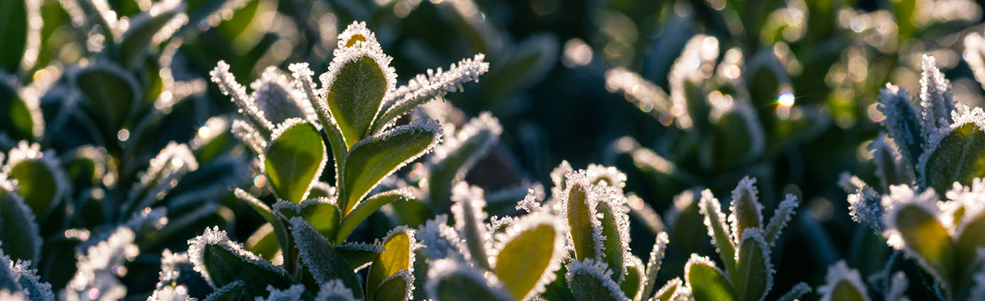 Frost on a plant