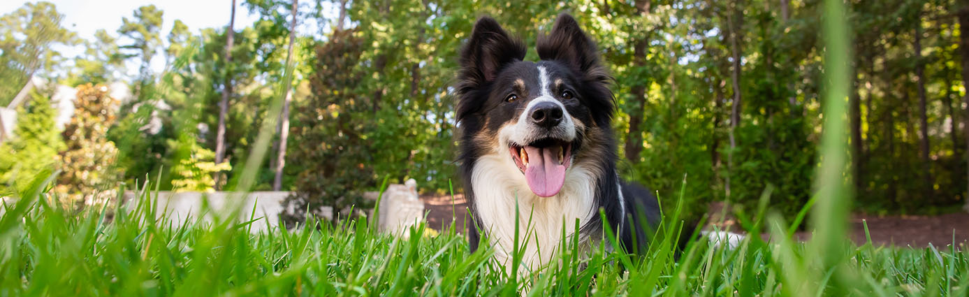 Dog on healthy turf