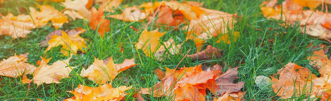 What Happens to Your Lawn When You Don’t Rake Fall Leaves Image