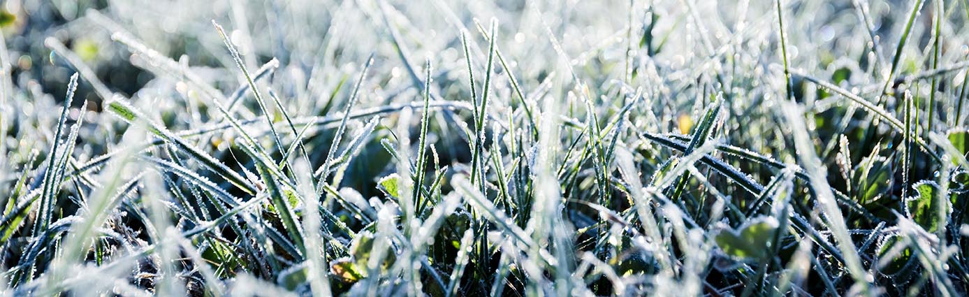 Frost on a lawn