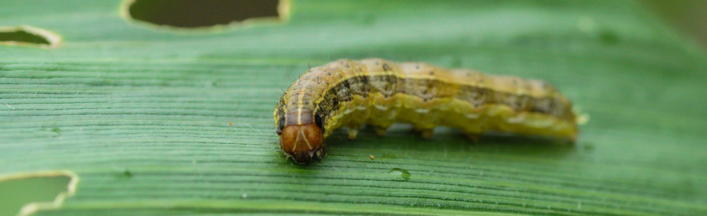  armyworm on a leaf