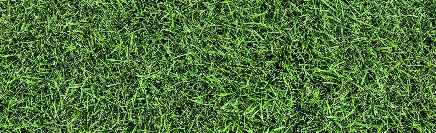 What Type of Grass Are You? Image