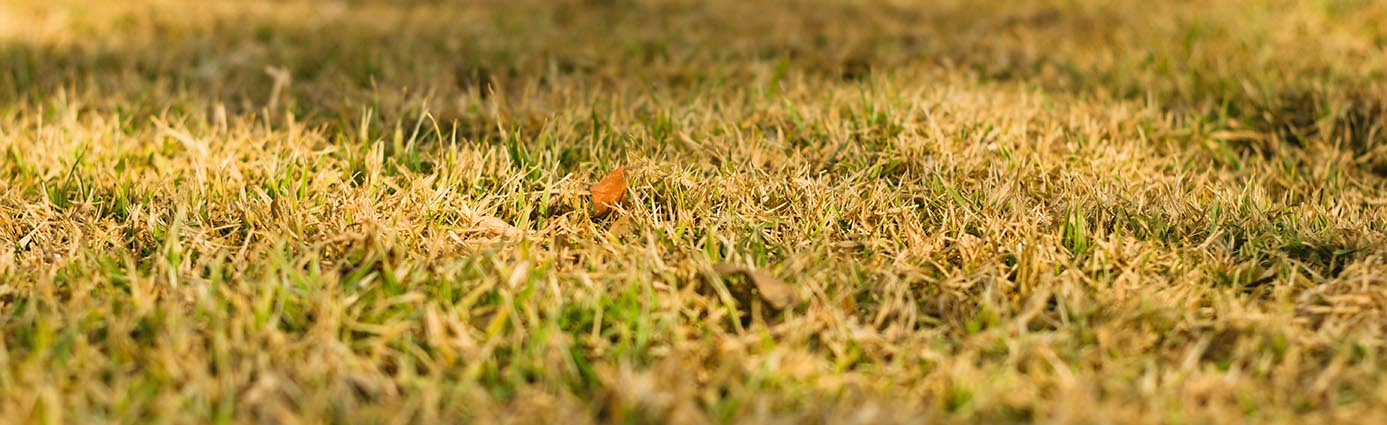 Everything You Need to Know about Lawn Maintenance Drought Image