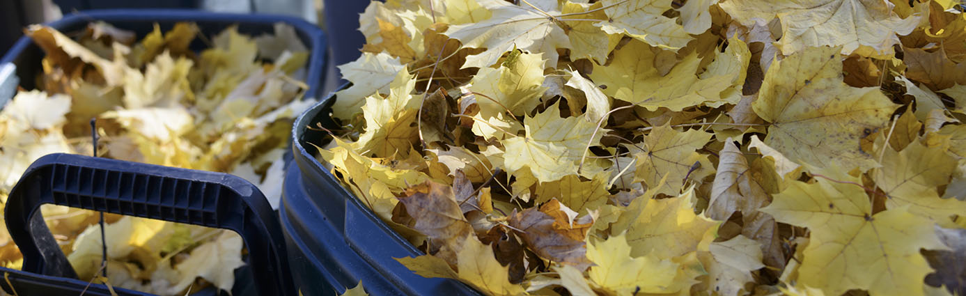 Raked leaves in bags