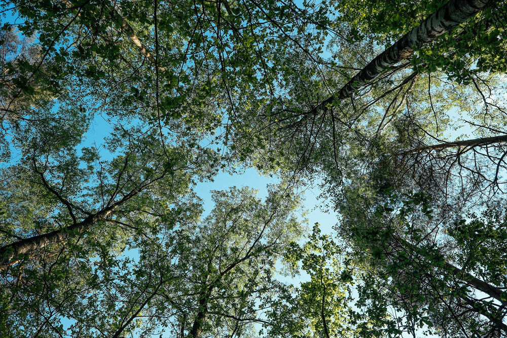 Looking up at trees