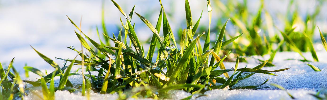 lawn under the snow