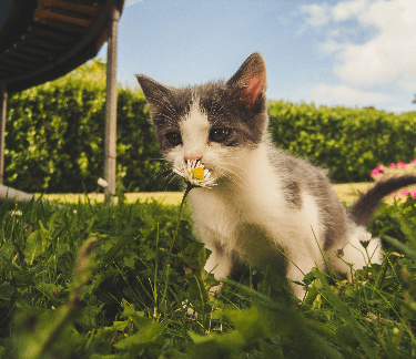 kitten on the lawn