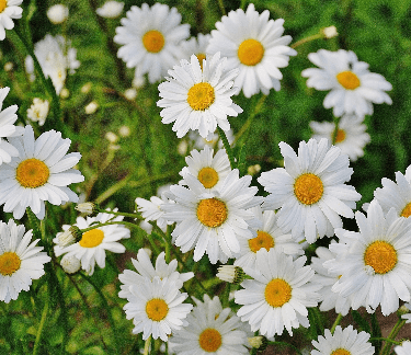 Flowers - white and yellow