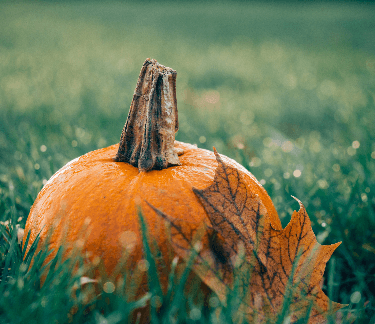 fall pumpkin on a healthy lawn