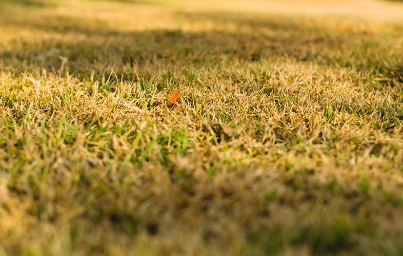 Lawn under drought stress
