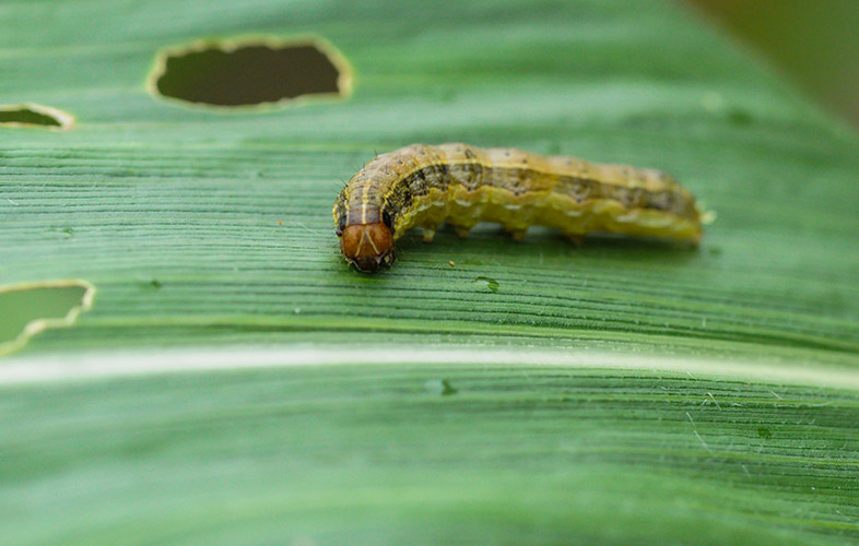  armyworm on a leaf