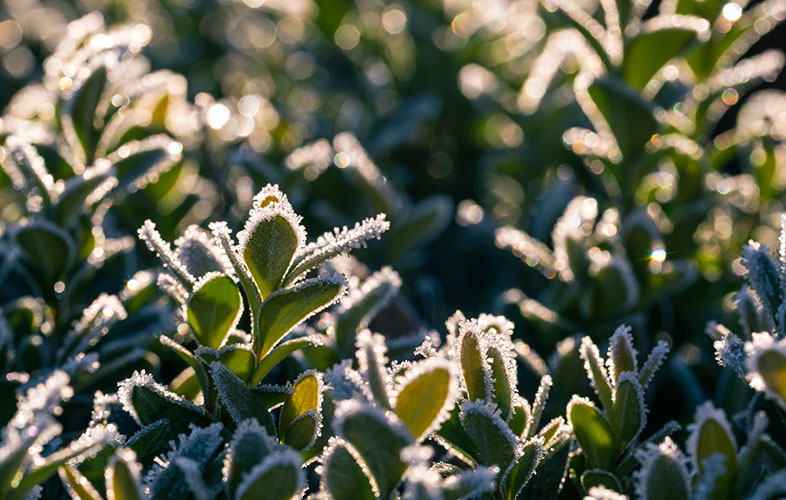 Frost on a plant