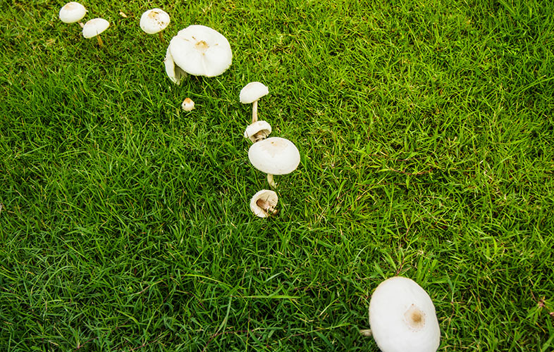 mushrooms on lawn
