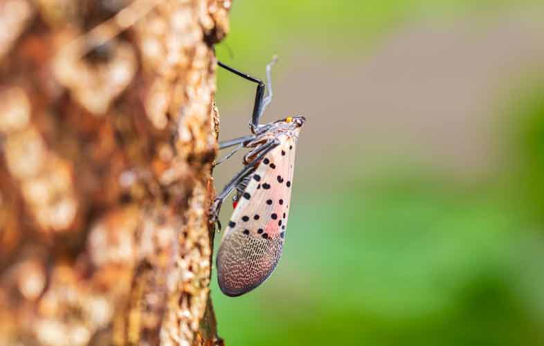 spotted lanternfly