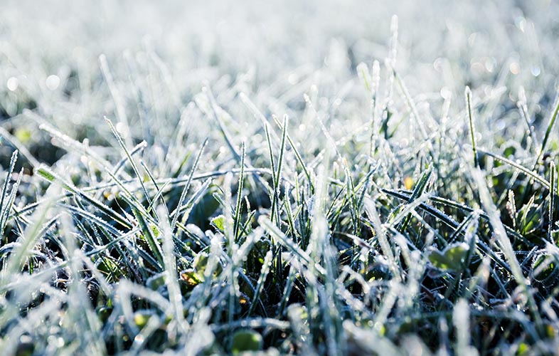 Frost on a lawn