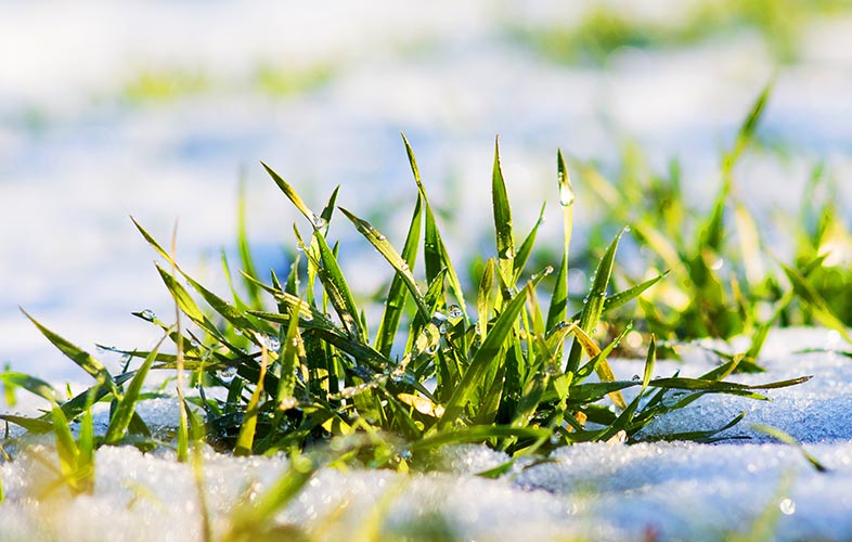 Grass with snow
