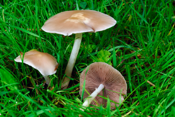 What Causes Lawn Mushrooms and Are They a Problem? | TruGreen