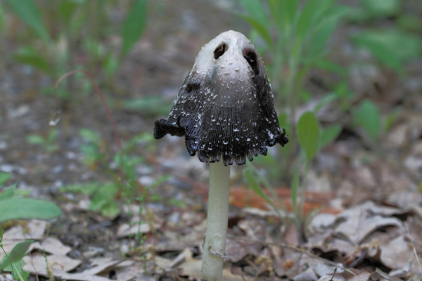 inky cap mushroom