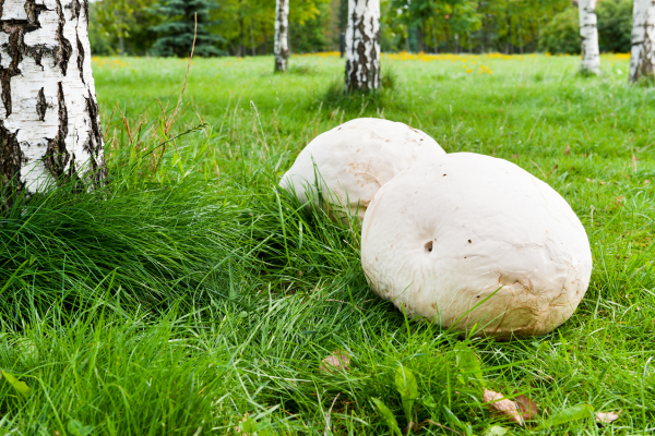 puffball mushrooms