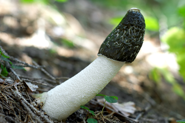 stinkhorn mushrooms