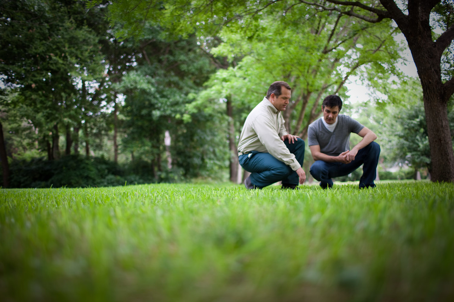 red thread lawn disease Fungus prevent turf thelawnman - Diseases Club ...