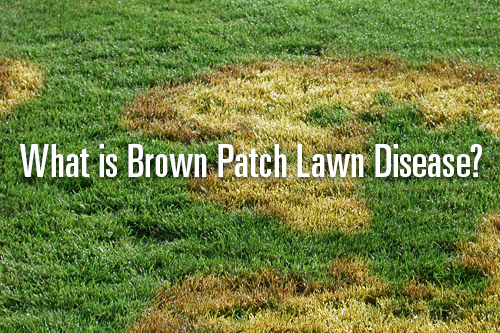 brown lawn