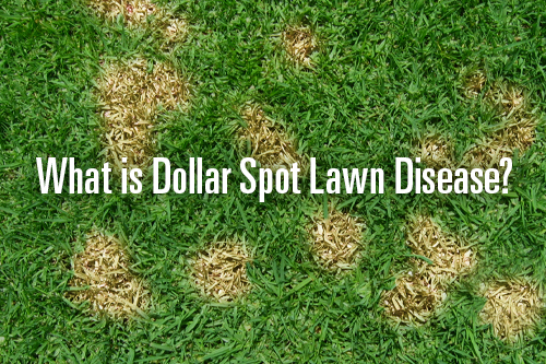 Picture of Dollar Spot disease