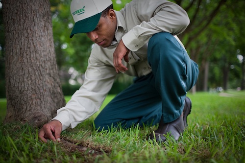 lawn care