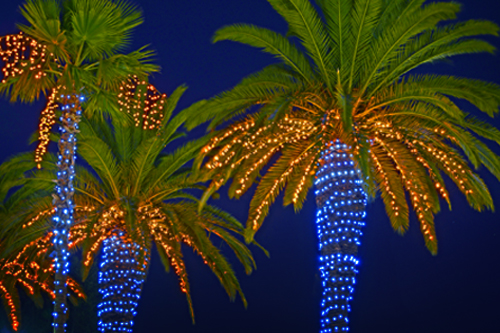 <p>Palm trees during Christmas</p>