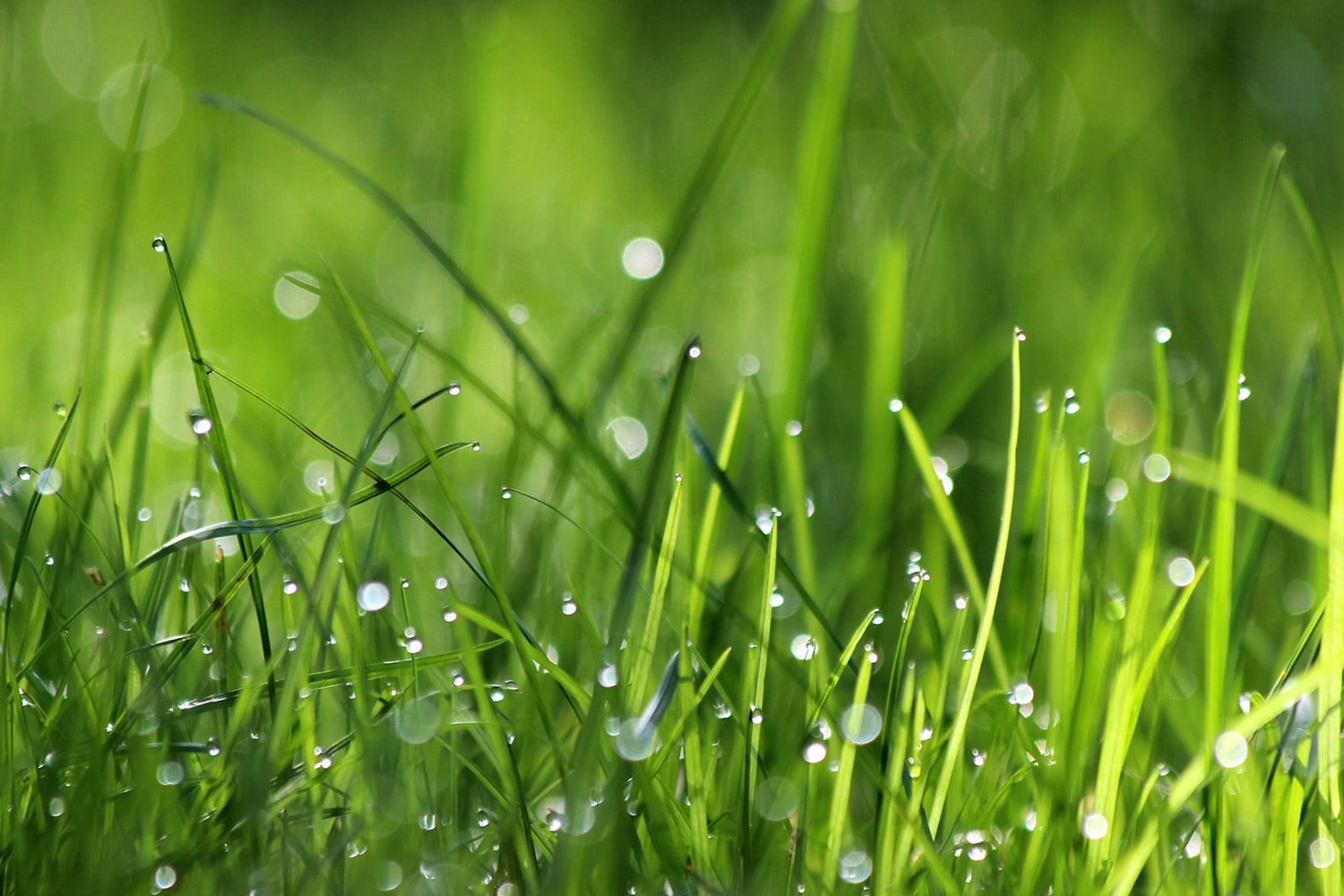 <p>Blades of grass with drops of water</p>
