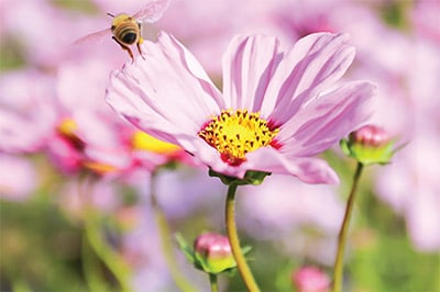 Bee on a pink flower