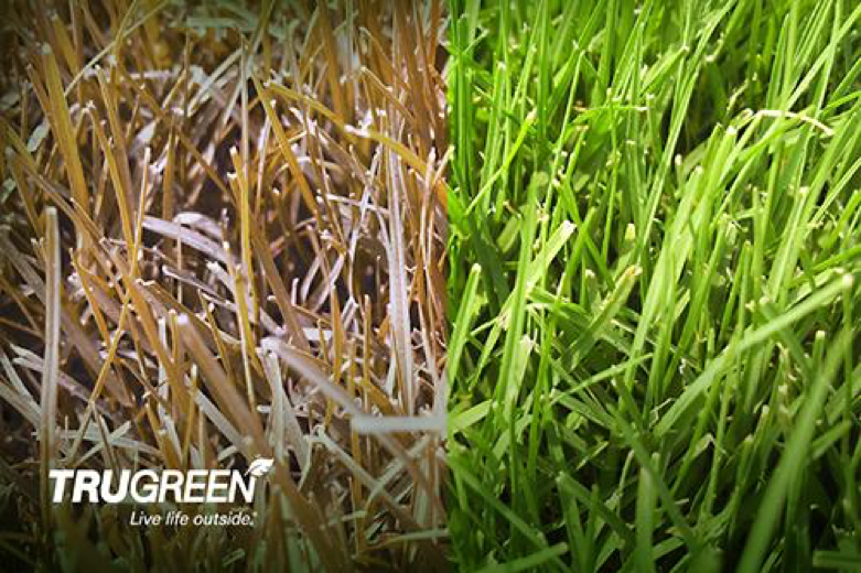 bermuda grass care