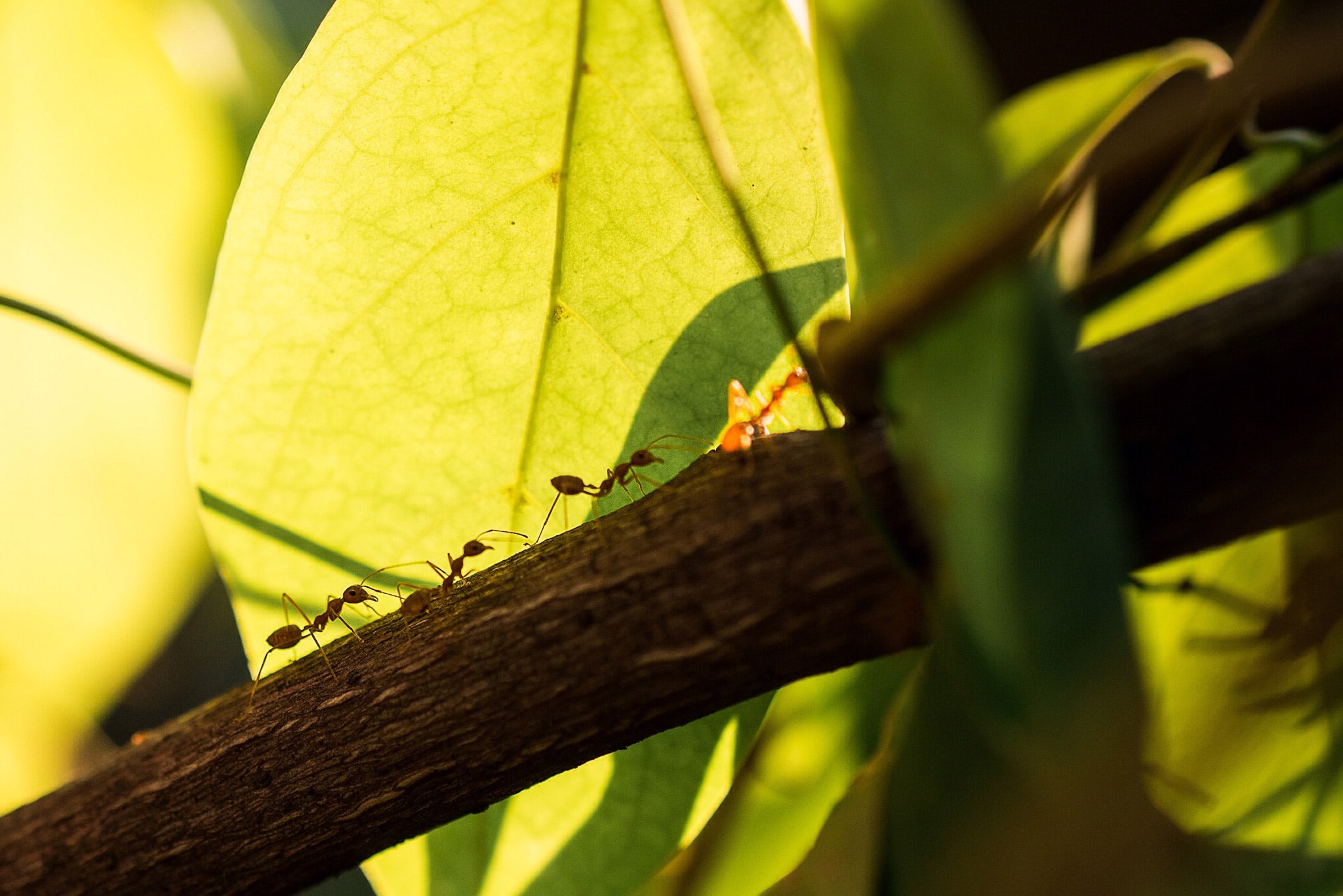 <p>Fire ants on a branch</p>