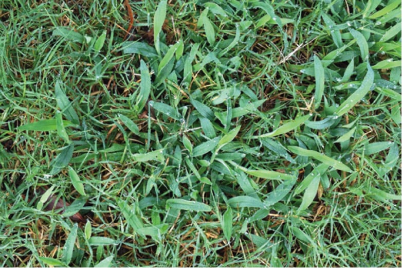 <p>crabgrass takes over a lawn</p>