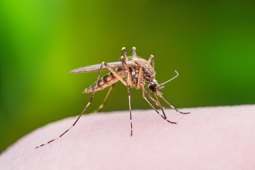 Mosquito landing on someone's hand.
