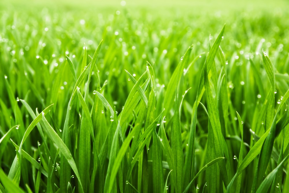 Green Grass