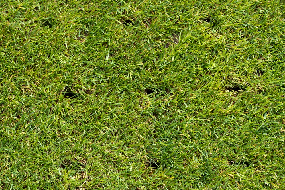 Lawn Aeration Guide Professional Services Vs Diy Trugreen