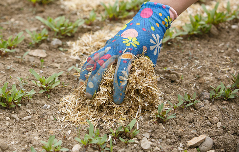 Hand spreading mulch in garden