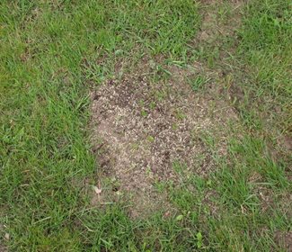 What Is Overseeding How When To Overseed Your Lawn Trugreen