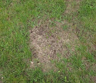 reseeding lawn