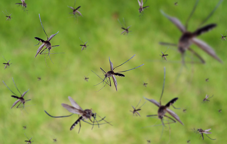 Swarm of mosquitoes on green background