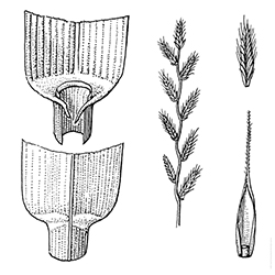 Annual Ryegrass Illustration