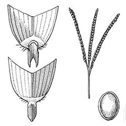 Bahiagrass Illustration