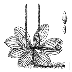Broadleaf Plantain Illustration