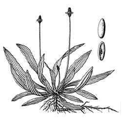 Buckhorn Plantain Illustration